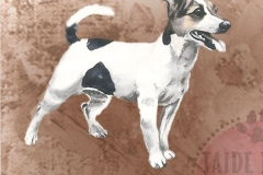 Jackrussellinterrieri_sei_4_M