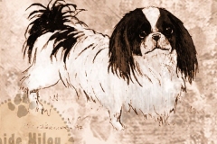 Japanesechin_M