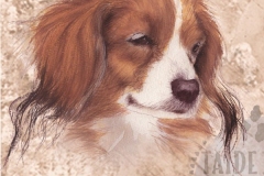 Kooikerhondje_paa_M