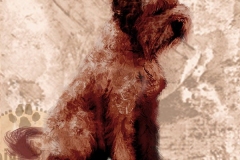 Lagottoromagnolo_ru_M