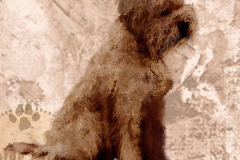 Lagottoromagnolo_ruskea_M