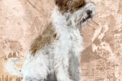 Lagottoromagnolo_ruskvalk_M