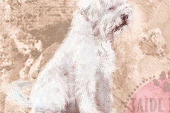 Lagottoromagnolo_vaalea_M