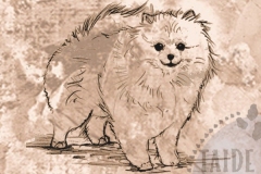 Pomeranian2_PM