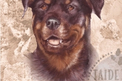 Rottweiler_M