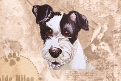 Jackrussellinterrieri_M