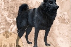 Schipperke