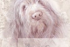 Spinone-1-M