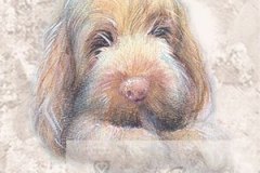 Spinone-pentu-2-M