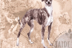 Whippet2_bri_M