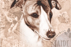 Whippet_bripaaM