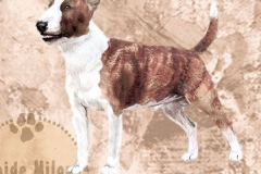 bullterrieri_mjinibrind_M