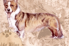 Welsh_corgi_cardigan