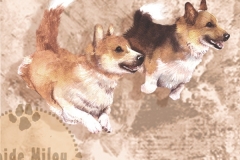 corgipusooi_M.tif-copy