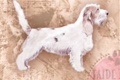 grand-basset-griffon-vendeen_M