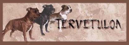 Stafforshirenterrieri ovikyltti