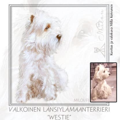 Kello valkoinen länsiylämaanterrieri - Image 2