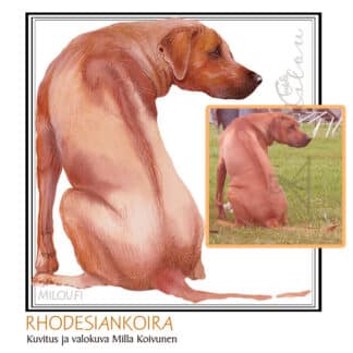 Rhodesiankoira