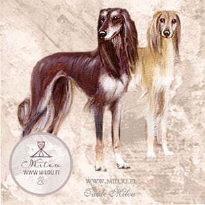 Saluki